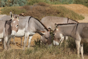 Donkeys with cub graze in Senegal, Africa. Farm in Senegal, Africa. Livestock in Africa. African domestic animal. Donkey: hoofed mammal in family Equidae, horse. Equus africanus asinus or Equus asinus