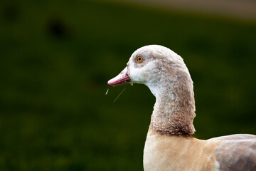 Selective blur on the grey head of an Egyptian Goose eating grass in rheingarten park in Cologne, Germany. called Alopochen aegyptiaca, it's a common goose in Europe and Africa