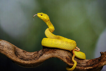snake on a branch