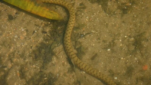 Dice Snake (Natrix tessellata) crawling along the bottom in shallow water, view through clear water, close-up.
