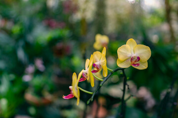 Orchid flowers in Seoul botanical park, Seoul, Korea