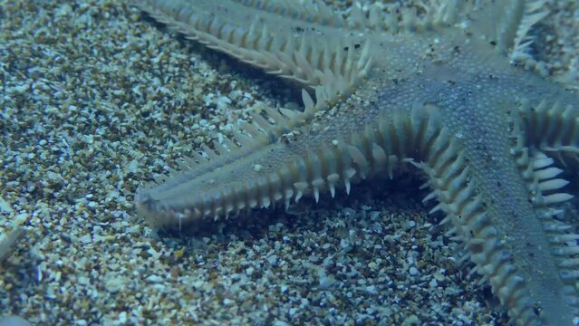 Slender sea star or Sand Starfish (Astropecten spinulosus) creeps along the sandy bottom, close-up. Mediterranean.