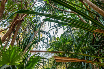 Obraz na płótnie Canvas Dense foliage in a tropical jungle in northern Thailand