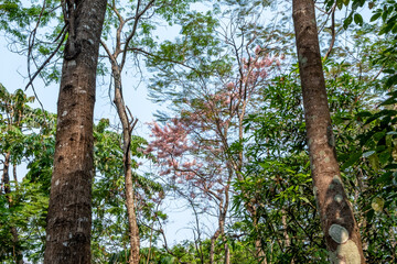 Dense foliage in a tropical jungle in northern Thailand
