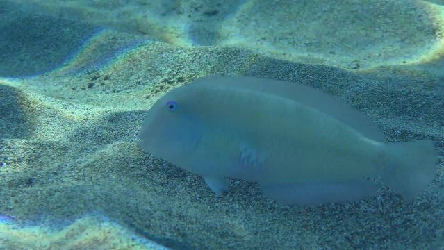 Cleaver Wrasse or Pearly Razorfish (Xyrichtys novacula) searches for food on the sandy bottom in shallow water.