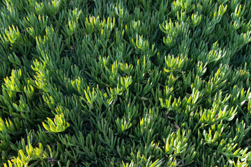 Close-up photo of Carpobrotus edulis. Green succulent plant