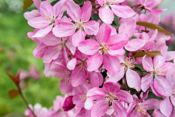 A branch of apple tree with pink flowers. Flowering apple tree in spring. Blossoming apple with soft focus.