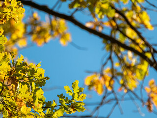 Autumn oak tree branches with yellow leaves close-up on blue sky with blurred background. Golden season, nature patterns