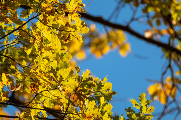 Naklejka na ściany i meble Autumn sunny oak tree branches with yellow leaves on blue sky with blurred background. Golden season, nature patterns