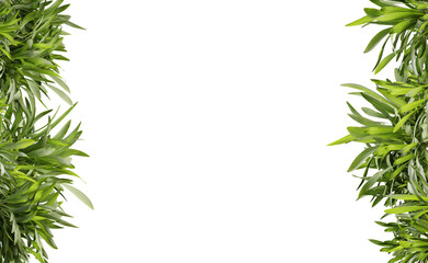Green leaf frame on transparent background, center space, 3d render illustration.
