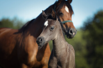 Fohlen im Fr&uuml;hling
