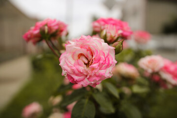 Beautiful, colorful roses in the garden. Spring flowers with green background
