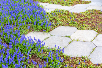 Landscaping. Hexagonal paving slabs amongst a lawn of blue hyacinth Muscari armeniacum in bloom....