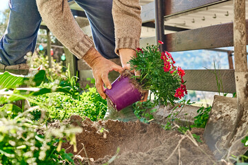 Gardener man planting red daisies in the soil of flower bed in spring garden. Spring garden decoration with flowers, home gardening and hobby.