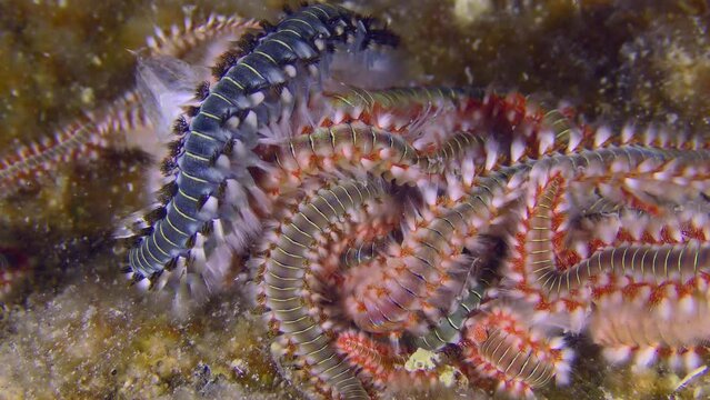 Undersea life: For a few minutes, Bearded fireworm (Hermodice carunculata) attracts the smell of dead fish, covers it with a continuous layer, close-up.