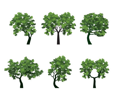 Set green trees on white background. Vector Isolated.