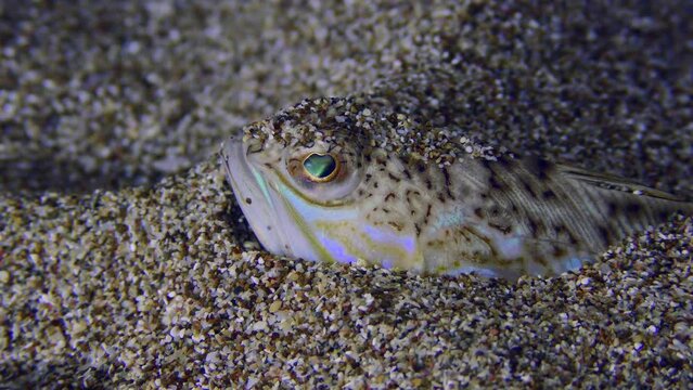 The night hunter Greater weever (Trachinus draco) waits for its prey partially or completely buried in the sand, close-up.