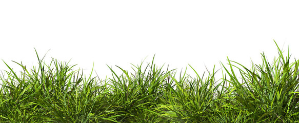 Grass field row lush close up cut out backgrounds 3d render png file © Krit