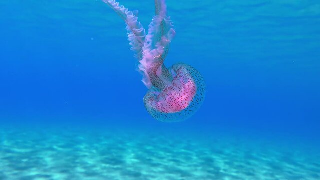 Dangerous Purple-striped Jelly or Mauve Stinger (Pelagia noctiluca) swims in the water column. Mediterranean. Greece.