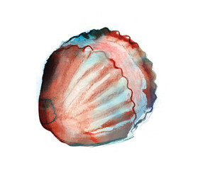 A colourful painting of a clam or cockle shell hand painted in watercolours and isolated on a white background.