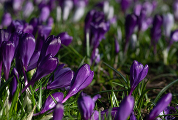 purple crocus flowers in a grass