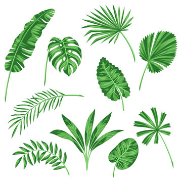 Set of stylized palm leaves. Image of tropical foliage and plants.