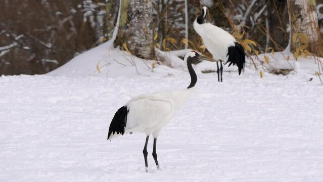 A red-crowned crane does a courtship dance in the snow. Elegant and long-lived bird. It has a red flesh crown on top of its head. Japan