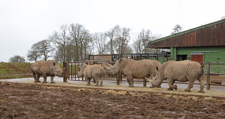Obraz premium Southern White Rhino in a wet setting