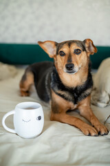 Dog snuggles in bed with a cup of coffee