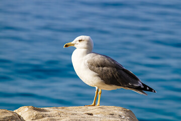 Fototapeta na wymiar A seagull on a rock against the background of the sea. Close-up.