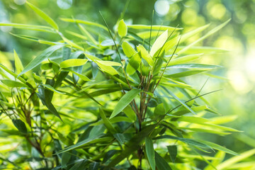 bamboos in a bamboo forest