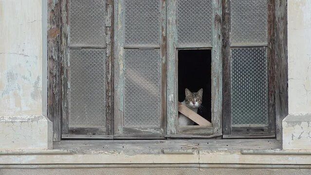 A cat looks through the empty window of an abandoned building in Varosha, the infamous 'ghost town' in Famagusta, Cyprus