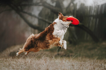 Funny Australian Shepherds dog run and fly for frisbee in spring