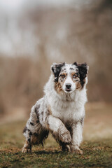 young merle and the tricolor australian shepherd portrait in spring