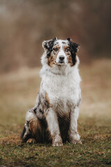young merle and the tricolor australian shepherd portrait in spring