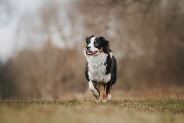 young merle and the tricolor australian shepherd portrait in spring
