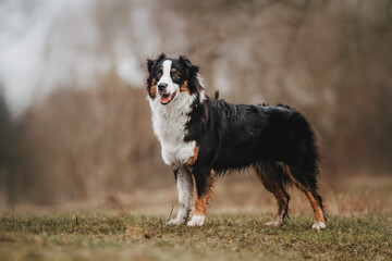 young merle and the tricolor australian shepherd portrait in spring