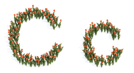 Concept or conceptual set of beautiful blooming tulip bouquets forming the font C. 3d illustration metaphor for education, design and decoration, romance and love, nature, spring or summer.