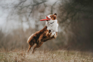 Funny Australian Shepherds dog run and fly for frisbee in spring
