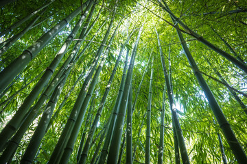 Fototapeta na wymiar bamboos in a bamboo forest
