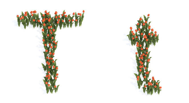 Concept or conceptual set of beautiful blooming tulip bouquets forming the font T. 3d illustration metaphor for education, design and decoration, romance and love, nature, spring or summer.