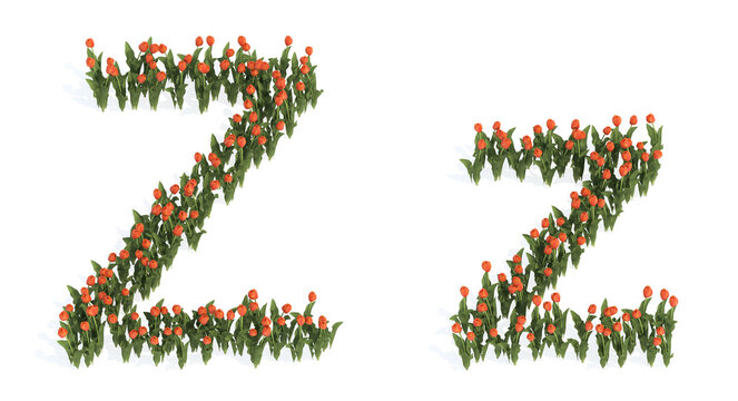 Concept or conceptual set of beautiful blooming tulip bouquets forming the font Z. 3d illustration metaphor for education, design and decoration, romance and love, nature, spring or summer.