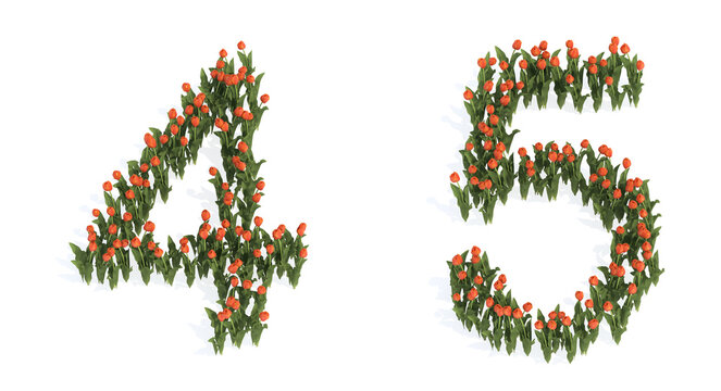 Concept or conceptual set of beautiful blooming tulip bouquets forming the fonts  4 and 5. 3d illustration metaphor for education, design and decoration, romance and love, nature, spring or summer.