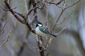 Fototapeta premium Japanese tit(Parus minor)