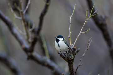 Japanese tit(Parus minor)