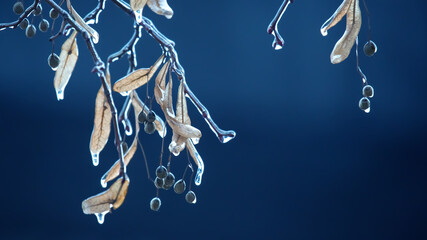 Icicles on icy tree branches. temperature swing season and winter weather in autumn