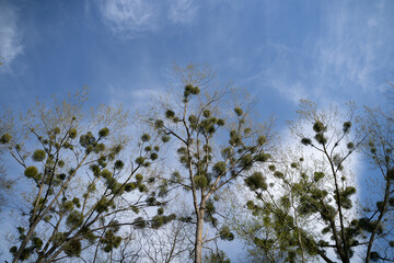 Row of Trees with mistletoe balls against blue sky