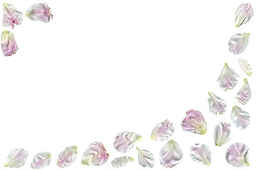 Frame of  peony flowers. Flower petals