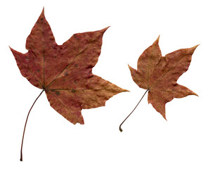 Autumn maple leaf isolated on white