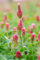 Closeup of stacked crimson clover blooms.